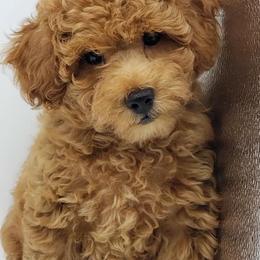 Poodles from Melmack’s Prancing Poodles