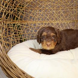 Sunny - Brown female Bernedoodle puppy in Fort Myers, Florida from Little Golden Farm