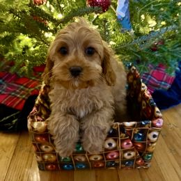 Joy - Apricot female Cavapoo puppy in Bozrah, Connecticut from Cedar Creek Farm
