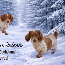 Joleen - Dachshund