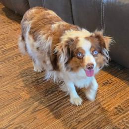 RueRue - Toy Australian Shepherd