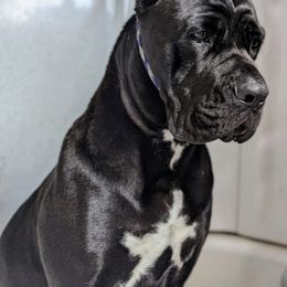 Envy - Cane Corso