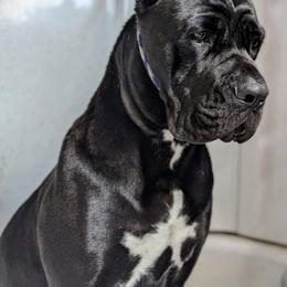 Envy - Cane Corso