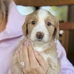 Goldie - female Australian Mountain Doodle puppy in Chattanooga, Tennessee from River City Doodles TN