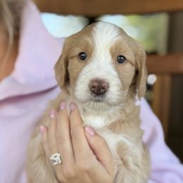 Goldie - female Australian Mountain Doodle puppy in Chattanooga, Tennessee from River City Doodles TN