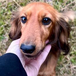 Briar - Dachshund