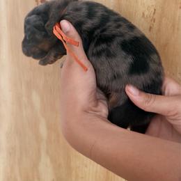Orange collar male - Harlequin male Beauceron puppy in Floyd’s Knobs, Indiana from Birdwing Beaucerons