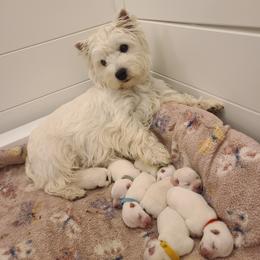 West Highland White Terrier puppies from Bred with H.E.A.R.T.