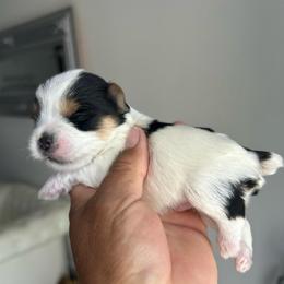 Male 2 - Chocolate, tan and white male Yorkshire Terrier puppy in Kissimmee, Florida from Bebe AKC Puppies
