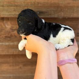 Ace - Parti male Poodle puppy in Roseville, California from Aura & Luxe Poodles