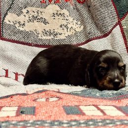 Prancer - Black and tan male Dachshund puppy in New Braunfels, Texas from Wurst Doxies