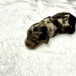 AKC Oreo - Dapple female Dachshund puppy in Laveen, Arizona from Acosta Kennels