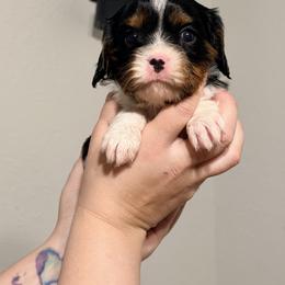 Benedict - Tri-color male Cavalier King Charles Spaniel puppy in Sterling, Colorado from Cavalier Companions CO.