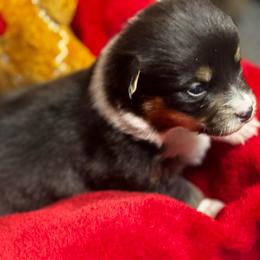 Cole - Black and tan male Pembroke Welsh Corgi puppy in Nortonville, Kansas from Low Riders Corgis & Mini Aussies