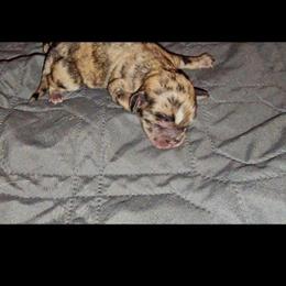 Boy 3 SC - Merle male Chihuahua puppy in Meridian, Oklahoma from Crazy Love Kennels