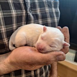 White Fluff 1 - White male Pomsky puppy in Fairbanks, Alaska from Arctic Kennels (Pomskies, Akitas & Shibas)