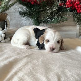 Black Collar Male - Parti male Goldendoodle puppy in Bradenton, Florida from Suncoast Goldendoodles