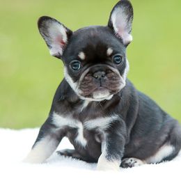 French Bulldogs from Painted Desert Frenchies