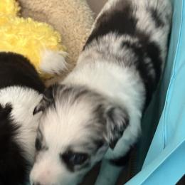 Border Collie Puppies from Roaring River Border Collies