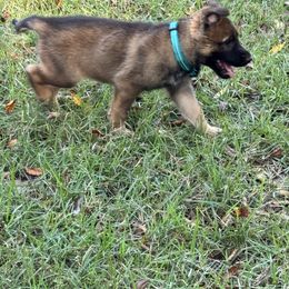 Teal - Sable male German Shepherd puppy in Flint, Texas from Sharock Shepherds