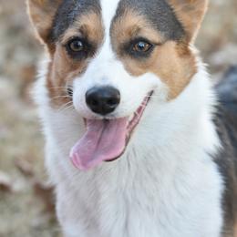 Pembroke Welsh Corgis from Rocking K- Corgis