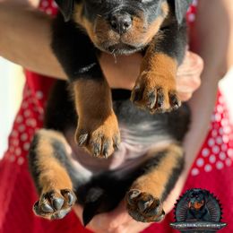 Rottweiler Puppies from Von Der Hing Rottweilers