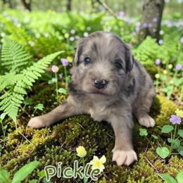 Pickle - Blue merle male Aussiedoodle puppy in Lebanon, Oregon from Abbott Family Farm
