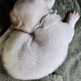 Basset Hound Puppies from Violet Lane Basset Hounds