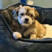 Shichon Puppies from Great Lakes Teddy Bear Dogs