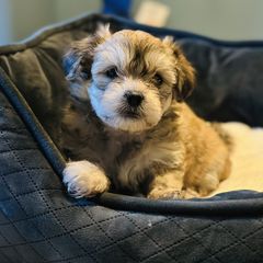 Shichon Puppies from Great Lakes Teddy Bear Dogs