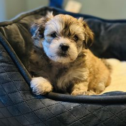 Shichon Puppies from Great Lakes Teddy Bear Dogs