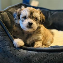 Shichon Puppies from Great Lakes Teddy Bear Dogs