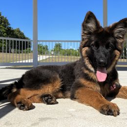 German Shepherd Puppies from AceHaven Canines