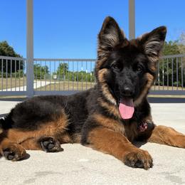 German Shepherd Puppies from AceHaven Canines