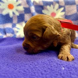 Red Collar - Red  male Goldendoodle puppy in Denison, Iowa from Violet View Iowa Goldendoodles