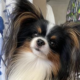 Papillons from Inspire Papillon