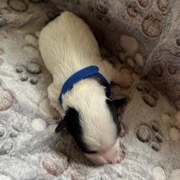Biewer Terrier Puppies from Moonshadow Biewer Terriers