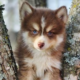 Aramis SALE 2700 - Chocolate male Pomsky puppy in Christiana, Tennessee from Smoky Mountain Pomskies