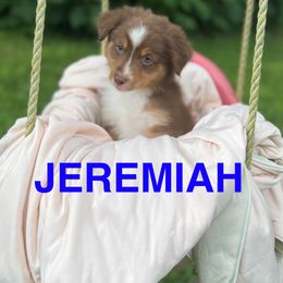Boy 1 - Red tri-color male Miniature American Shepherd puppy in Nolensville, Tennessee from Sweetheart Miniature American Shepherds