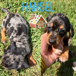 Hansel - Dapple male Dachshund puppy in Pollok, Texas from Magnolia Kennels