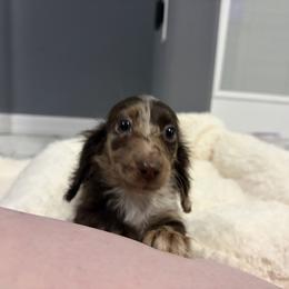Gus - Dapple male Dachshund puppy in St. Cloud, Florida from White Oak Kennels