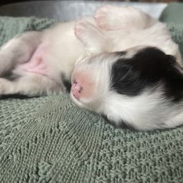 “Lucky” - Blue merle Australian Shepherd puppy in Yadkinville, North Carolina from Gold Leaf Farm & Kennels