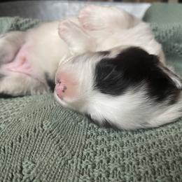“Lucky” - Blue merle Australian Shepherd puppy in Yadkinville, North Carolina from Gold Leaf Farm & Kennels
