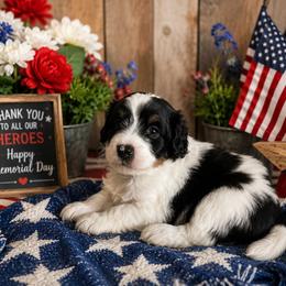 Atlas - Tri-color male Bernedoodle puppy in Myrtle Beach, South Carolina from Colorful-K9'S