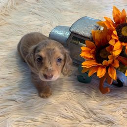 Dachshund Puppies from Sugar Creek Mini Doxies
