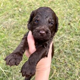 Donald Duck - Chocolate male Goldendoodle puppy in Taylorsville, Georgia from Sweet Southern Doodles