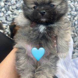 Boy 3 - Orange parti Pomeranian puppy in Somerset, Kentucky from Perez Pomeranians