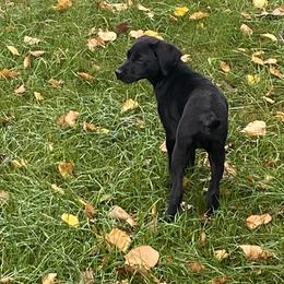 Labrador Retriever Puppies from Valley Creek Dog Boarding and Training