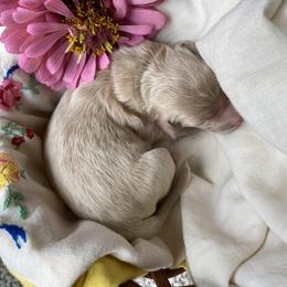 Maggie- coral - Apricot female Goldendoodle puppy in Carlton, Minnesota from Lakeside Doodles MN