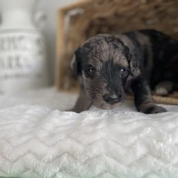 Sheepadoodle Puppies from Smokey Mountain Sheepadoodles